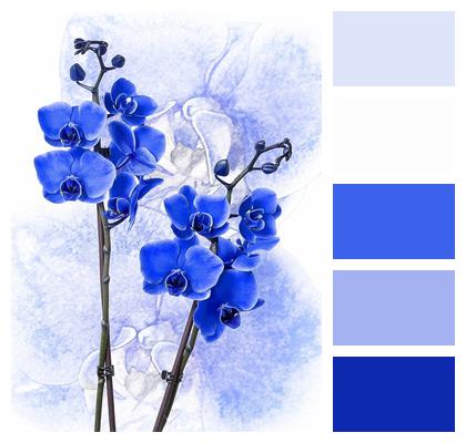 Phalaenopsis Orchid Colored Blue Image